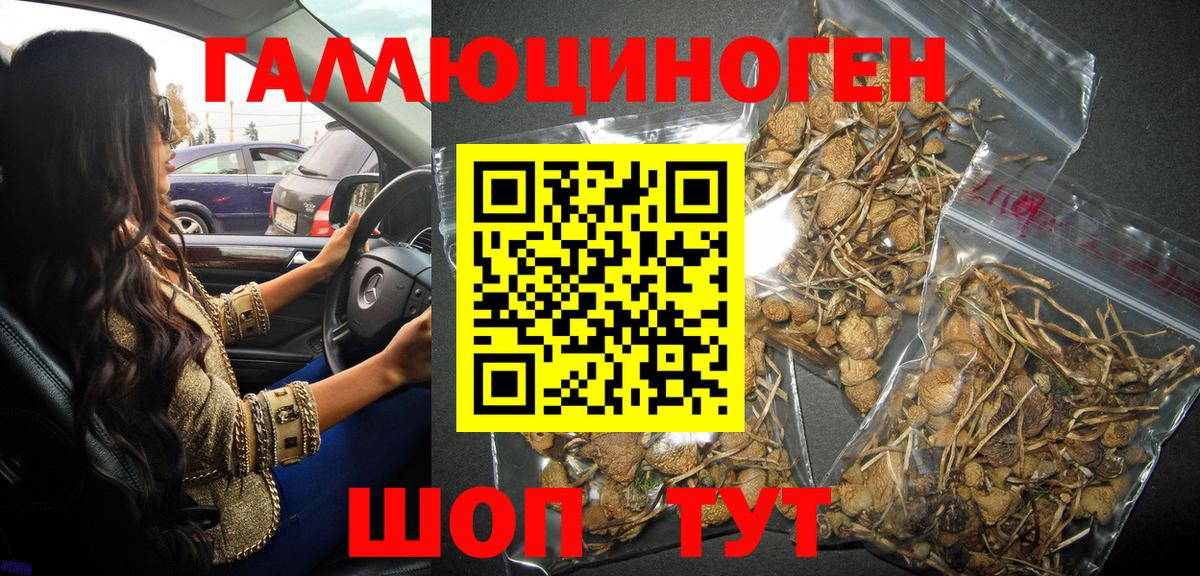 продажа наркотиков  Вход с VPN  Лесозаводск  Псилоцибиновые грибы GOLDEN TEACHER  Галлюциногенные грибы Magic Shrooms 